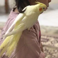 عروس هلندی کاملا دستی|پرنده|گرگان, |دیوار