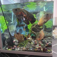 اکواریوم شیشه خم جنس درجه یک