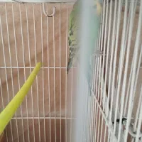 جفت مرغ عشق. اماده|پرنده|تربت جام, جامی|دیوار