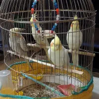 طوطی عروس 4 عدد