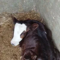 گاو|حیوانات مزرعه|سبزوار, خسروجرد|دیوار