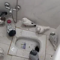 کبوتر|پرنده|ملکآباد, |دیوار