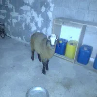 بره|حیوانات مزرعه|برازجان, |دیوار