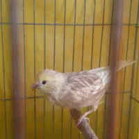 قناری نر|پرنده|ایلام, |دیوار