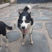 واگذاری  سگ هاسکی نر|سگ|شهریار, کردزار|دیوار