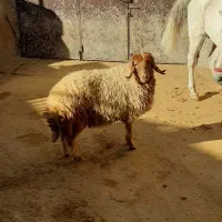 یه بره ماده فروشی درجه یک|حیوانات مزرعه|سیوان, |دیوار