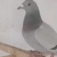 کبوتر مسافتی فروشی