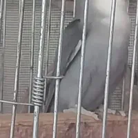 کوتوله رنگ خاص