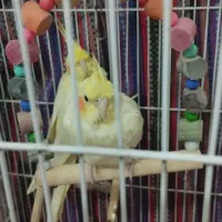 یک جفت عروس هلندی نر ماده