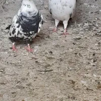 کبوتر|پرنده|نیمروز, |دیوار