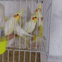 تعدادی عروس هلندی لوتینو