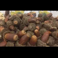 بلوط کوهی درجه یک|خوردنی و آشامیدنی|کرج, شهرک سهرابیه|دیوار