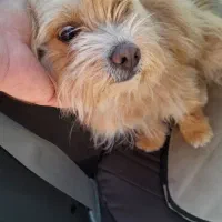 نژاد دار ماده حرف گوش کن و خونگی|سگ|آشخانه, |دیوار