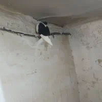 ۲۳تا کفتر رنگه و پرشی  از دم ۴۵۰۰۰۰۰به شرط پرش