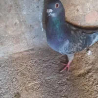 کفتر آلمانی|پرنده|اسلامیه, |دیوار