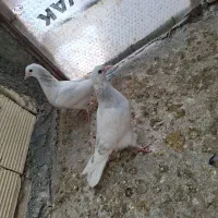 تعدادی کبوتر سرور ،شازده،کله ای خوب درجه یک به شرط