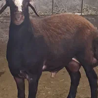 نرتقلی ۱۰ماهه از نژاد بروجردی اصل|حیوانات مزرعه|بندر ترکمن, |دیوار