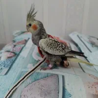 عروس هلندی سخنگو و دستی|پرنده|پارس‌آباد, |دیوار