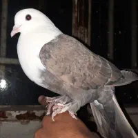 کفترزرددمسفید ماده ساده الماسی نرکلاغ کربلایی ماده