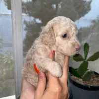 تاینی توی پودل|سگ|تهران, درختی|دیوار