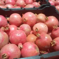 انار درجه یک