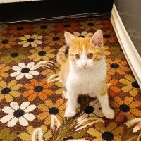 واگذاری گربه رایگان با هزینه