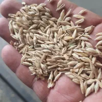 جومحلی و جو خارجی عمده