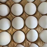 پخش عمده تخم مرغ در گیلان