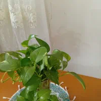 خانه کارگر رهن یا اجاره