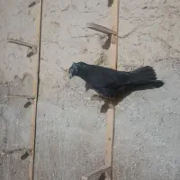 یک عد کله و کلاغ