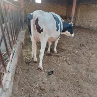 تلسیه عالی