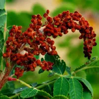 نهال سماق گلدانی