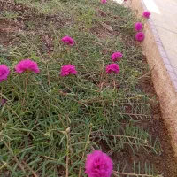 فروش یک باب منزل مسکونی درشهر کاکی|فروش خانه و ویلا|کاکی, |دیوار