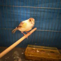 قناری|پرنده|بهار, |دیوار