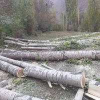 خرید چوب خریدار چوب کیلویی ۷۰۰۰|خدمات باغبانی و درختکاری|ساوه, |دیوار