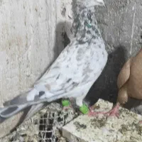 کوهی دورگ گرفتنی