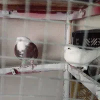 معاوضه کبوتر|پرنده|شیراز, دوکوهک|دیوار