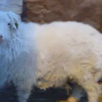 یک عدد بره نر