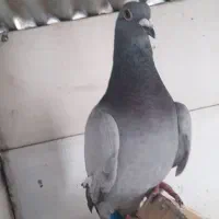 کبوتر مسافتی