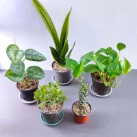 گل و گیاه آپارتمانی و انواع پک تخفیفی ویژه