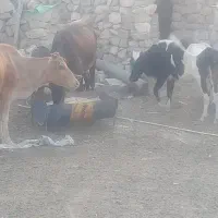 باسلام گاو ها محلی هستن