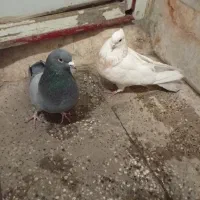 کبوتر|پرنده|قرچک, پارس سرام|دیوار