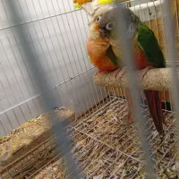 جفت گرینچیک دبل ردباجوجه