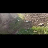 کبوتر اصل لارستان|پرنده|سنگر, |دیوار