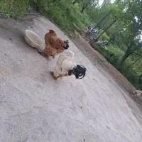 خروس برهما