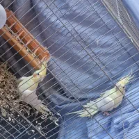 جفت عروس هلندی