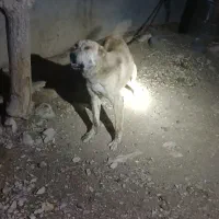سگ نژاد سرابی ، نگهبان ، مناسب برای گله