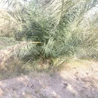 جونگ خرما|گل و گیاه طبیعی|بم, |دیوار