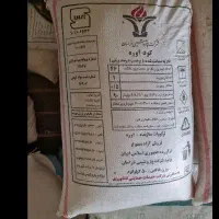 کودبجنوردسفید