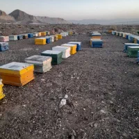 فروش تعدادی زنبور عسل